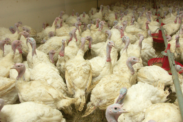 Turkeys Paysage Breton.jpg